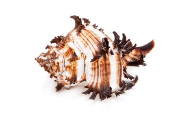 beyaz arkaplanda deniz kabuğu