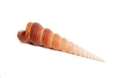 beyaz arkaplanda deniz kabuğu