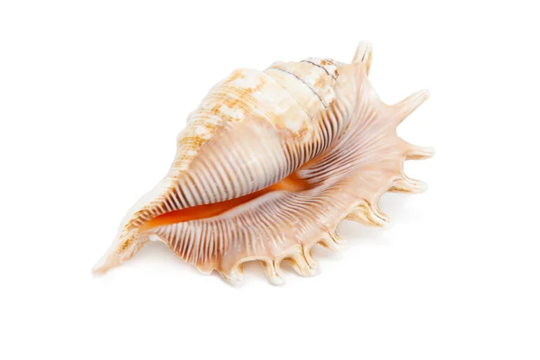 Sea Shell on white background — Stock Photo, Image