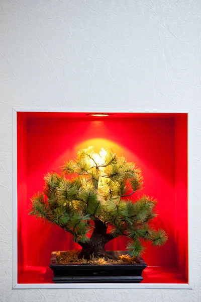 松树盆景树在一个凹进的墙 — 图库照片
