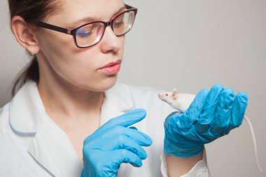 Mavi eldivenli bir bilim adamının elinde kırmızı gözlü küçük beyaz bir laboratuvar faresi. Kadın bir laboratuvar faresi üzerinde deney yapıyor..