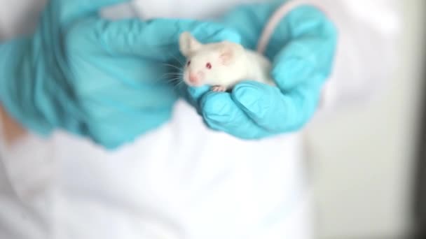 一只白色的小白鼠 手里拿着一只戴着蓝色橡胶手套的科学家 女人在实验室的老鼠身上做实验 — 图库视频影像