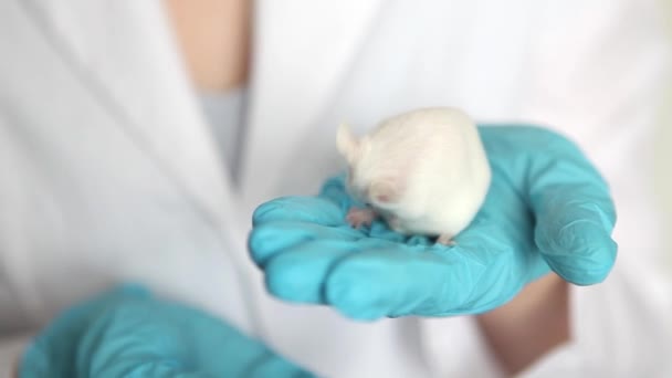 A small white mouse with red eyes in the hand of a scientist in a blue rubber glove. — Stock Video