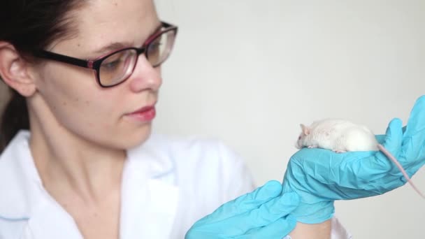 Egy kis fehér egér piros szemekkel a kezében egy tudós kék gumikesztyűben. — Stock videók