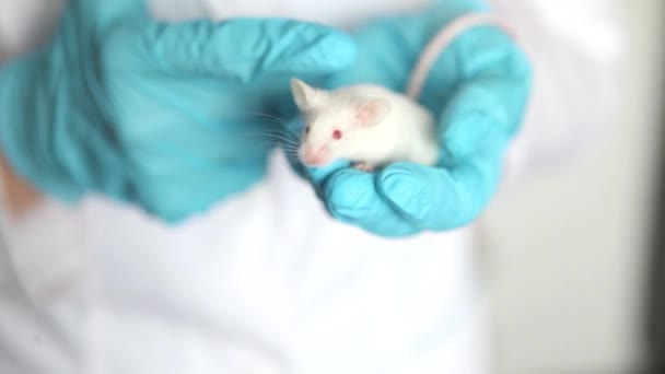 Mavi eldivenli bir bilim adamının elinde kırmızı gözlü küçük beyaz bir fare.. — Stok video