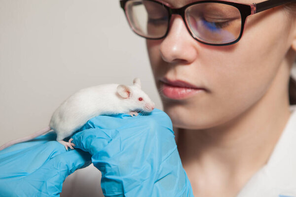 A small white laboratory mouse with red eyes in the hand of a scientist in a blue rubber glove. Woman puts experiments on a laboratory mouse.