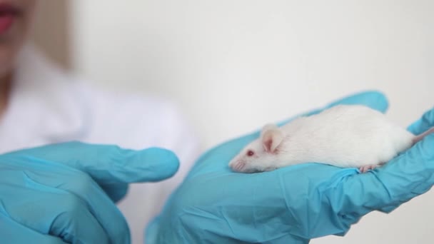 Pequeno Rato Branco Laboratório Com Olhos Vermelhos Mão Cientista Numa — Vídeo de Stock