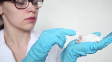 Mavi eldivenli bir bilim adamının elinde kırmızı gözlü küçük beyaz bir laboratuvar faresi. Kadın bir laboratuvar faresi üzerinde deney yapıyor..