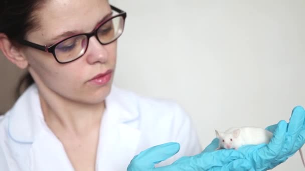 Un piccolo topo bianco con gli occhi rossi in mano di uno scienziato in un guanto di gomma blu. — Video Stock