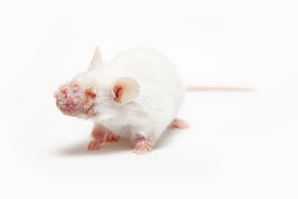 Weiße Labormaus Mit Geschwollener Schnauze Auf Weißem Hintergrund Krankheiten Der — Stockfoto