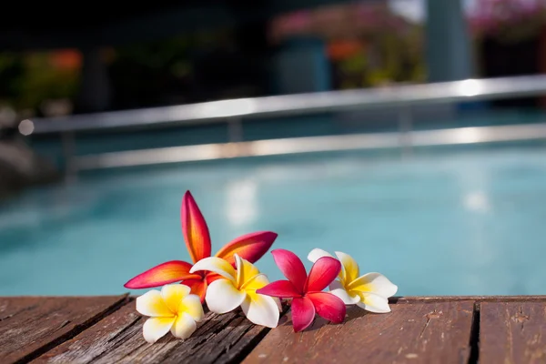 Sortimento de flores tropicais de frangipani perto da piscina — Fotografia de Stock