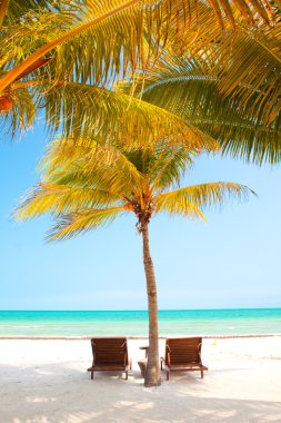iki sandalye mükemmel tropik sahil palmiye ağaçlarının altında. Holbox, Meksika