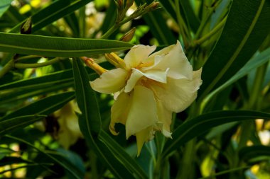 Beyaz neryum zakkum çiçeğine ve bitkisine yakın çekim