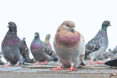 A rock dove stands on a wooden roof and looks into the camera. Close-up. other pigeons walk behind.