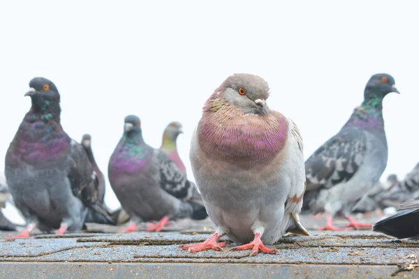 A rock dove stands on a wooden roof and looks into the camera. Close-up. other pigeons walk behind.