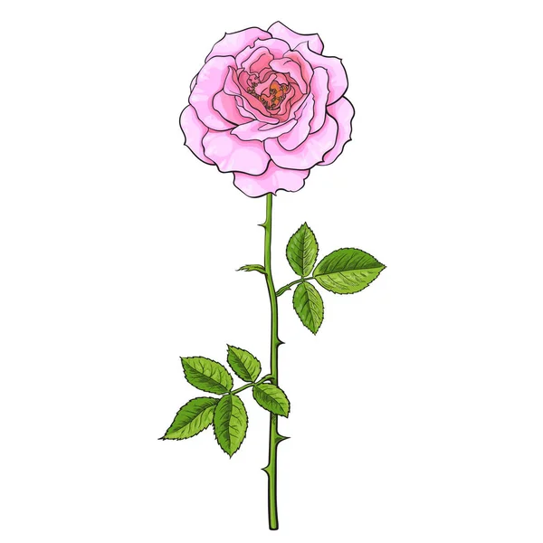 ピンク色のバラの花は緑色の葉と長い茎で完全に開きます 手描きのベクトルイラストをスケッチ形式でリアルに再現 タトゥー グリーティングカード 結婚式の招待状 フラワーショップの装飾要素 — ストックベクタ