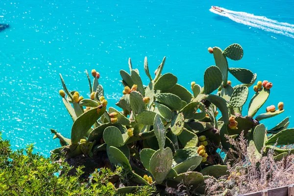 En iyi deniz ve plajlar Avrupa, capo vaticano calabria, İtalya