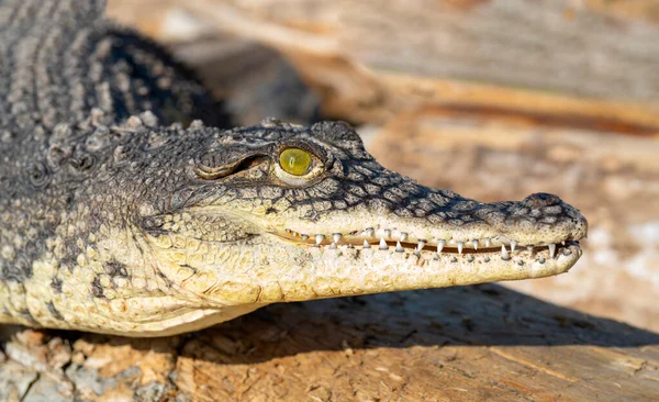 Нильский Крокодил Crocodylus Niloticus Большая Опасная Плотоядная Рептилия — стоковое фото