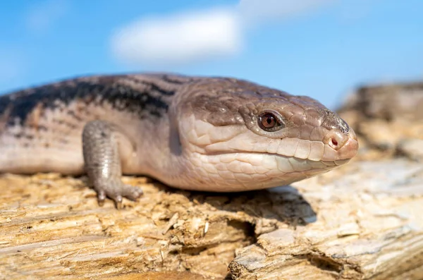 Обыкновенный Голубоязычный Скинк Tiliqua Scincoides Синеязычная Ящерица Обычный Блютонг — стоковое фото