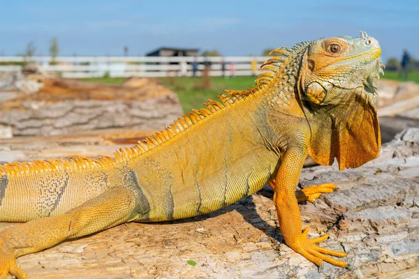 Közönséges Zöld Iguána Iguana Iguana Amerikai Iguána Egy Nagy Fás — Stock Fotó