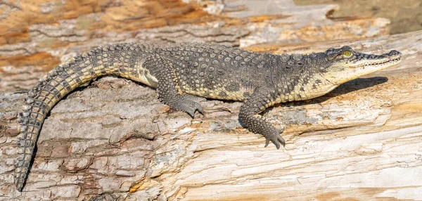 Krokodýl Nilský Crocodylus Niloticus Velký Nebezpečný Masožravý Plaz — Stock fotografie