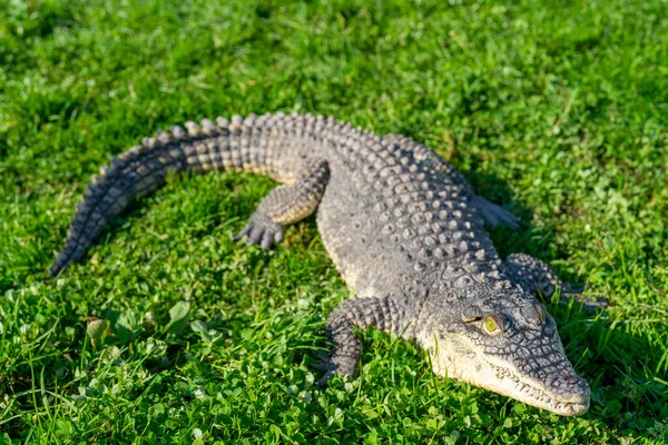 Nijlkrokodil Crocodylus Niloticus Een Groot Gevaarlijk Vleesetend Reptiel — Stockfoto