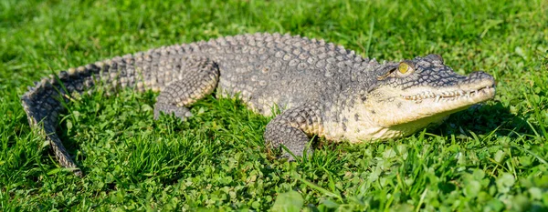 Нильский Крокодил Crocodylus Niloticus Большая Опасная Плотоядная Рептилия — стоковое фото