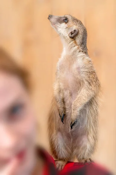 Meerkat Suricata Suricatta Malá Husa Nalezená Jižní Africe — Stock fotografie