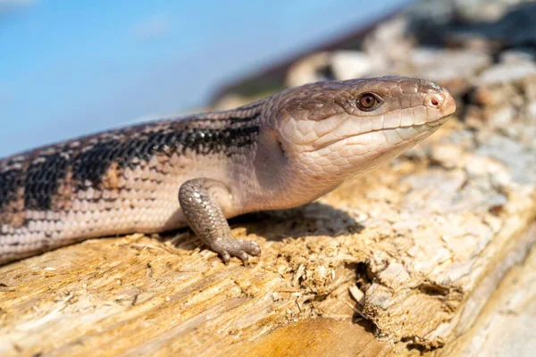 Обыкновенный Голубоязычный Скинк Tiliqua Scincoides Синеязычная Ящерица Обычный Блютонг — стоковое фото