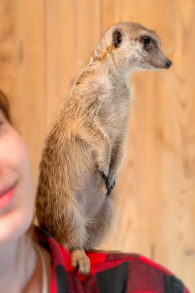 Suricata Suricatta Una Pequeña Mangosta Que Encuentra Sur África —  Fotos de Stock