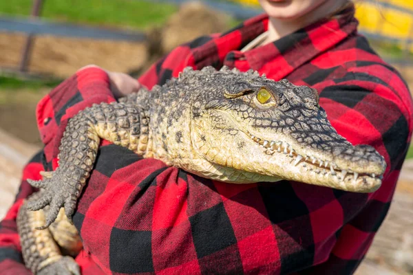 Die Schlange Chilabothrus Angulifer Die Kubanische Boa Und Die Kubanische — Stockfoto