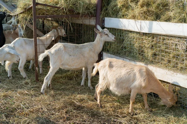 在农场院子里放养山羊 国家宠物 — 图库照片
