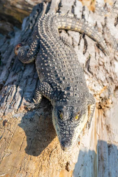 Krokodýl Nilský Crocodylus Niloticus Velký Nebezpečný Masožravý Plaz — Stock fotografie