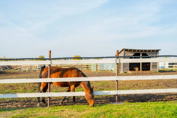 Cavalo Estimação Curral Fazenda Animais Dia Verão — Fotografia de Stock