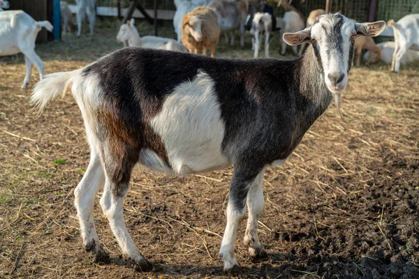 Pet Goat Farm Yard Country Pets — Stock Photo, Image