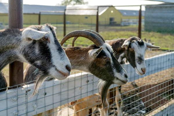 Pet Goat Farm Yard Country Pets — Stock Photo, Image