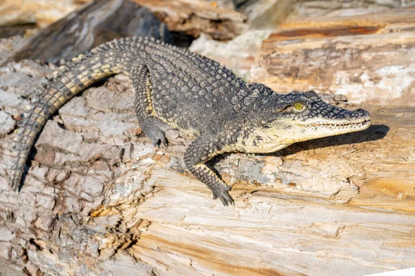 Crocodile Nil Crocodylus Niloticus Est Grand Reptile Carnivore Dangereux — Photo