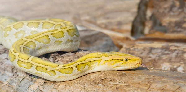 Serpiente Albina Python Molurus Una Gran Pitón Venenosa Menudo Una — Foto de Stock