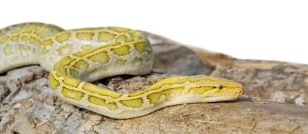 Serpiente Albina Python Molurus Una Gran Pitón Venenosa Menudo Una — Foto de Stock