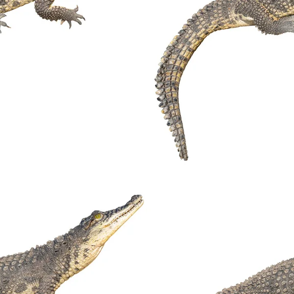 Das Nilkrokodil Crocodylus Niloticus Ist Ein Großes Gefährliches Fleischfressendes Reptil — Stockfoto