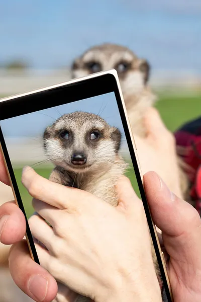 Suricate Suricata Suricatta Est Une Petite Mangouste Trouvée Afrique Australe — Photo