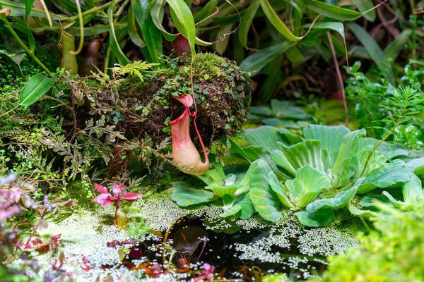 Водяна Рослина Salvinia Auriculata Рослинний Світ Природи — стокове фото