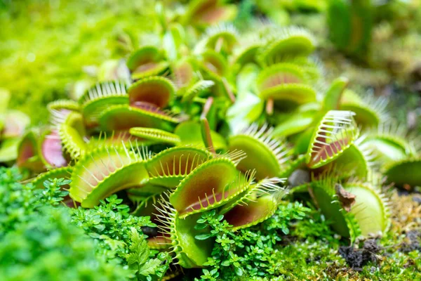 Masožravá Rostlina Dravé Mucholapka Podivná Dionaea Muscipula — Stock fotografie