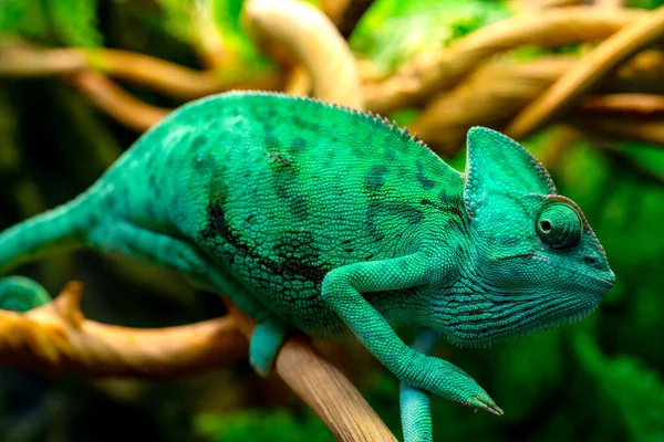Green Chameleon Terrarium Chameleon Look — Fotografia de Stock