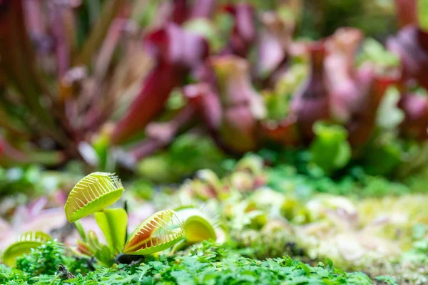 Masožravá Rostlina Dravé Mucholapka Podivná Dionaea Muscipula — Stock fotografie