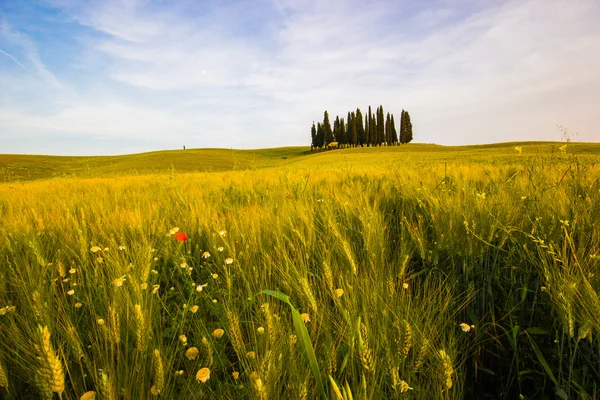 トスカーナの風景、イタリア — ストック写真