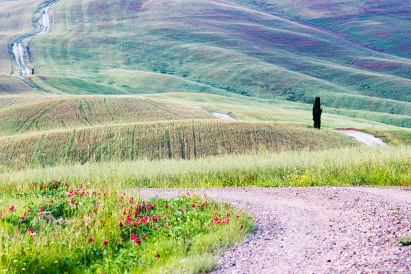 Paisaje en Toscana — Foto de Stock