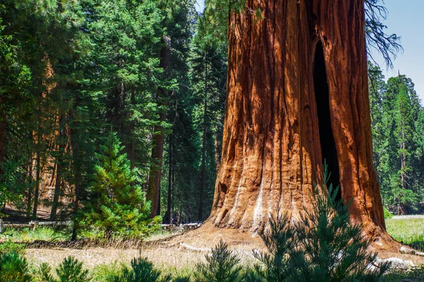 Δέντρα sequoia μεγάλο στο εθνικό πάρκο sequoia Εικόνα Αρχείου