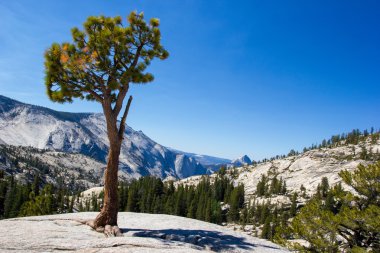 küçük çam Dağları'nda bir taş üzerinde büyüdü