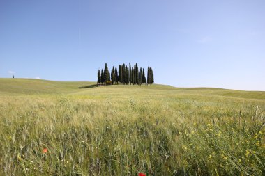 çayır alan izole servi ağaçları ile